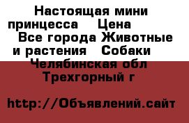 Настоящая мини принцесса  › Цена ­ 25 000 - Все города Животные и растения » Собаки   . Челябинская обл.,Трехгорный г.